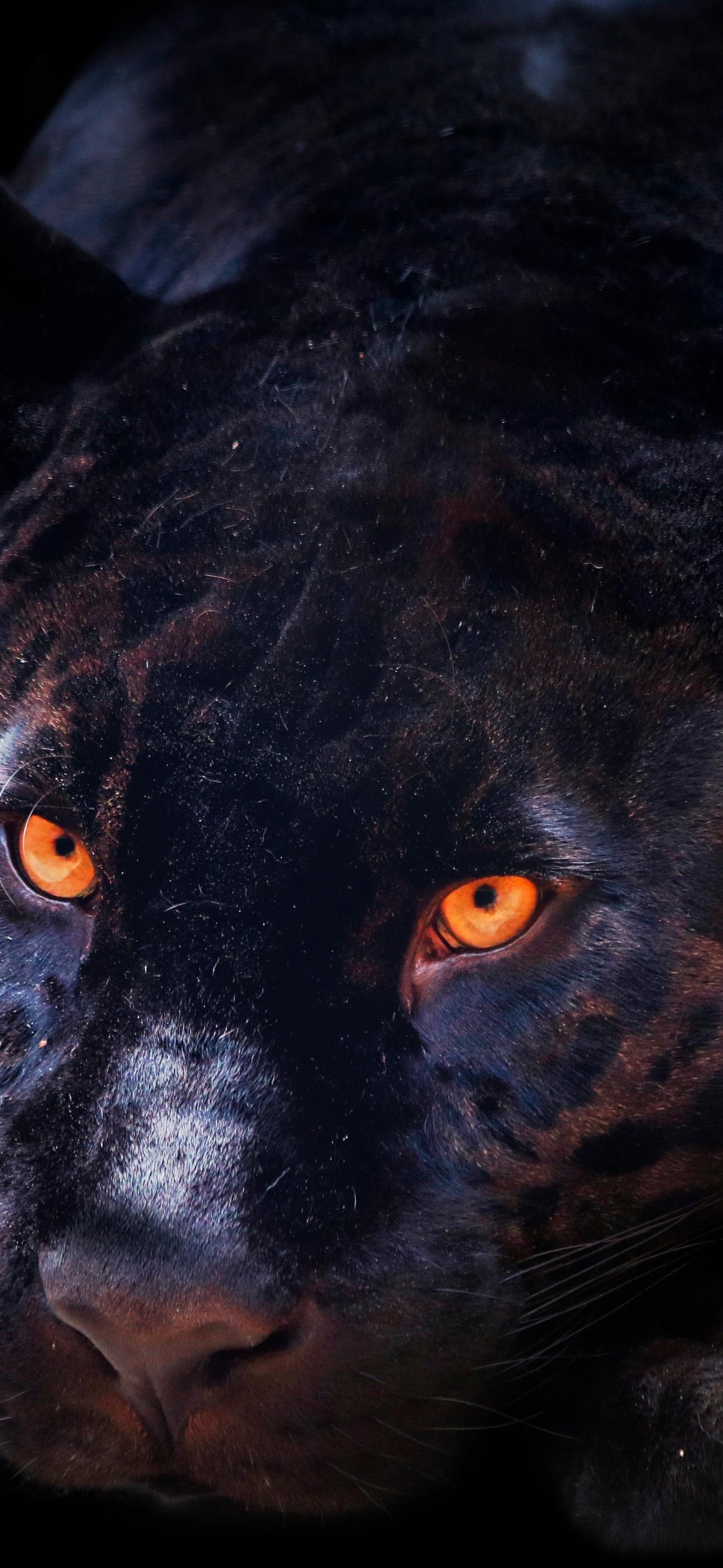 1290x2796 Black Panther Wallpaper 4K, Dark background, Animals