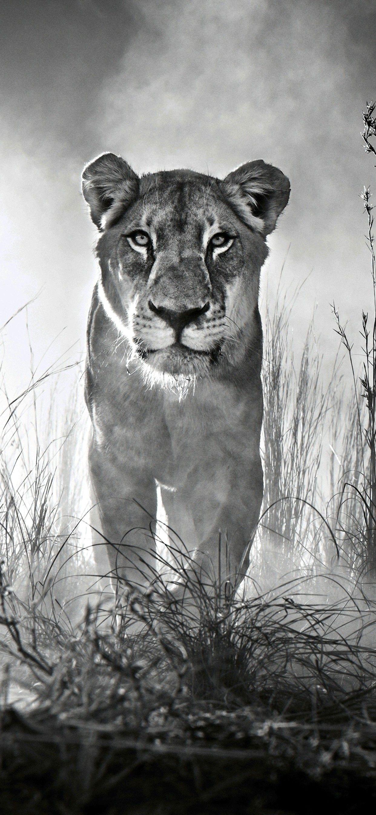 1242x2688 iPhone Wallpaper 4K Black And White Gallery. Lion picture, Lion wallpaper iphone, Lion wallpaper