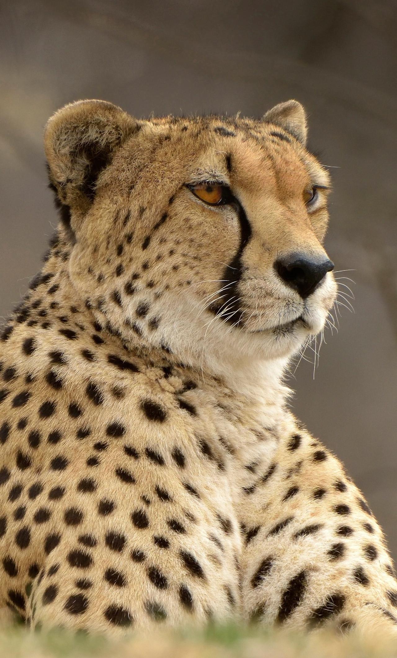 1280x2120 Cheetah Predator Animal iPhone HD 4k Wallpaper, Image, Background, Photo and Picture