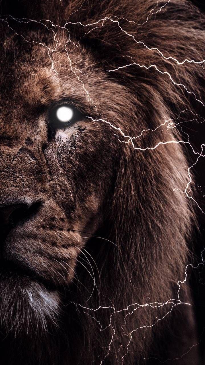 720x1280 Animal Phone 4k Wallpaper
