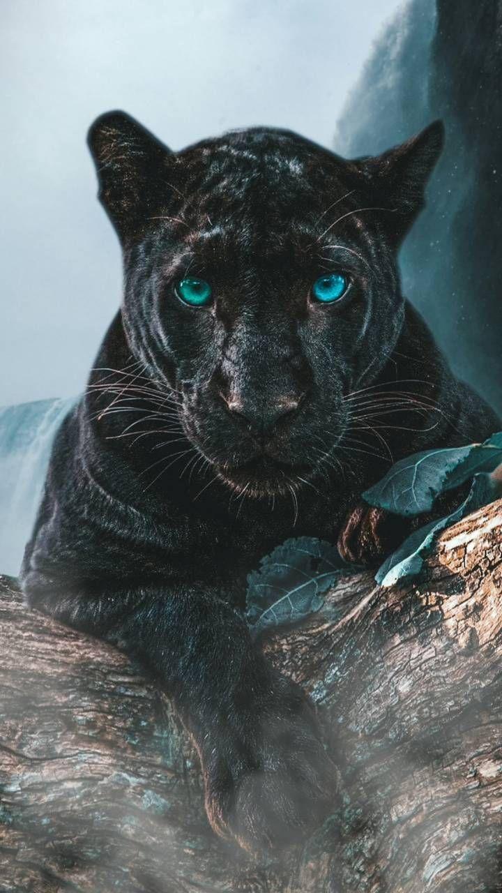 720x1280 Black Panther Animal 4K Wallpaper