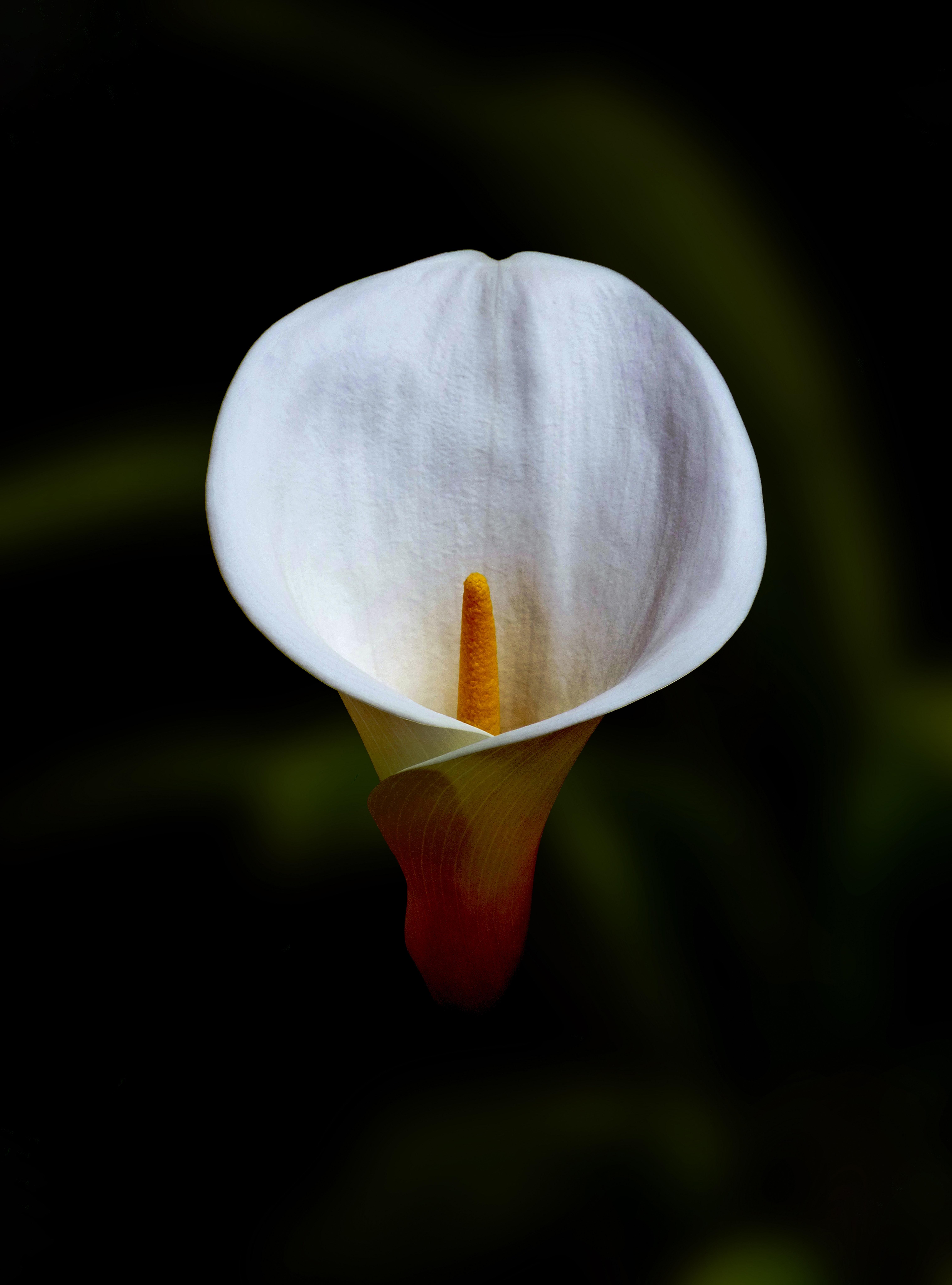 6068x8192 Calla Lily Photo, Download The BEST Free Calla Lily & HD Image