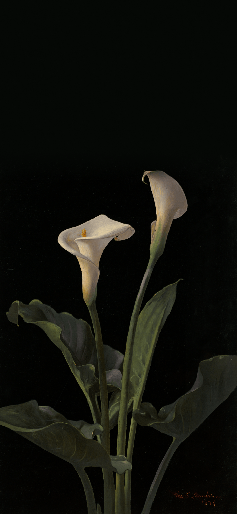 Calla Lily Flower Wallpapers - Top Free Calla Lily Flower Backgrounds