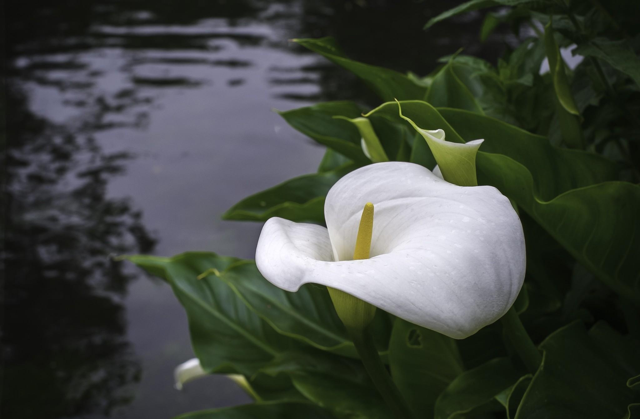 2048x1340 Calla