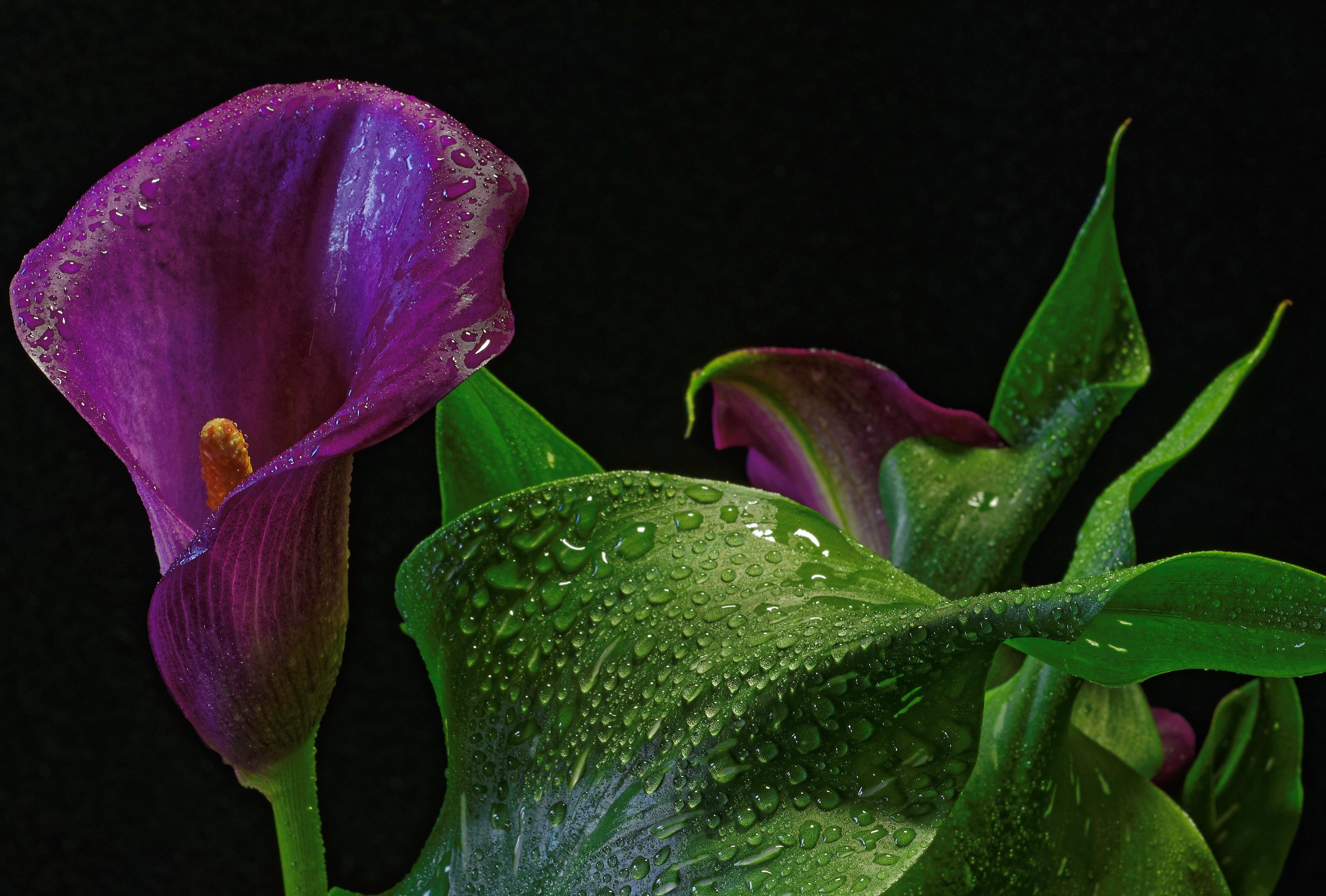 Calla Lily Flower Wallpapers Top Free Calla Lily Flower Backgrounds