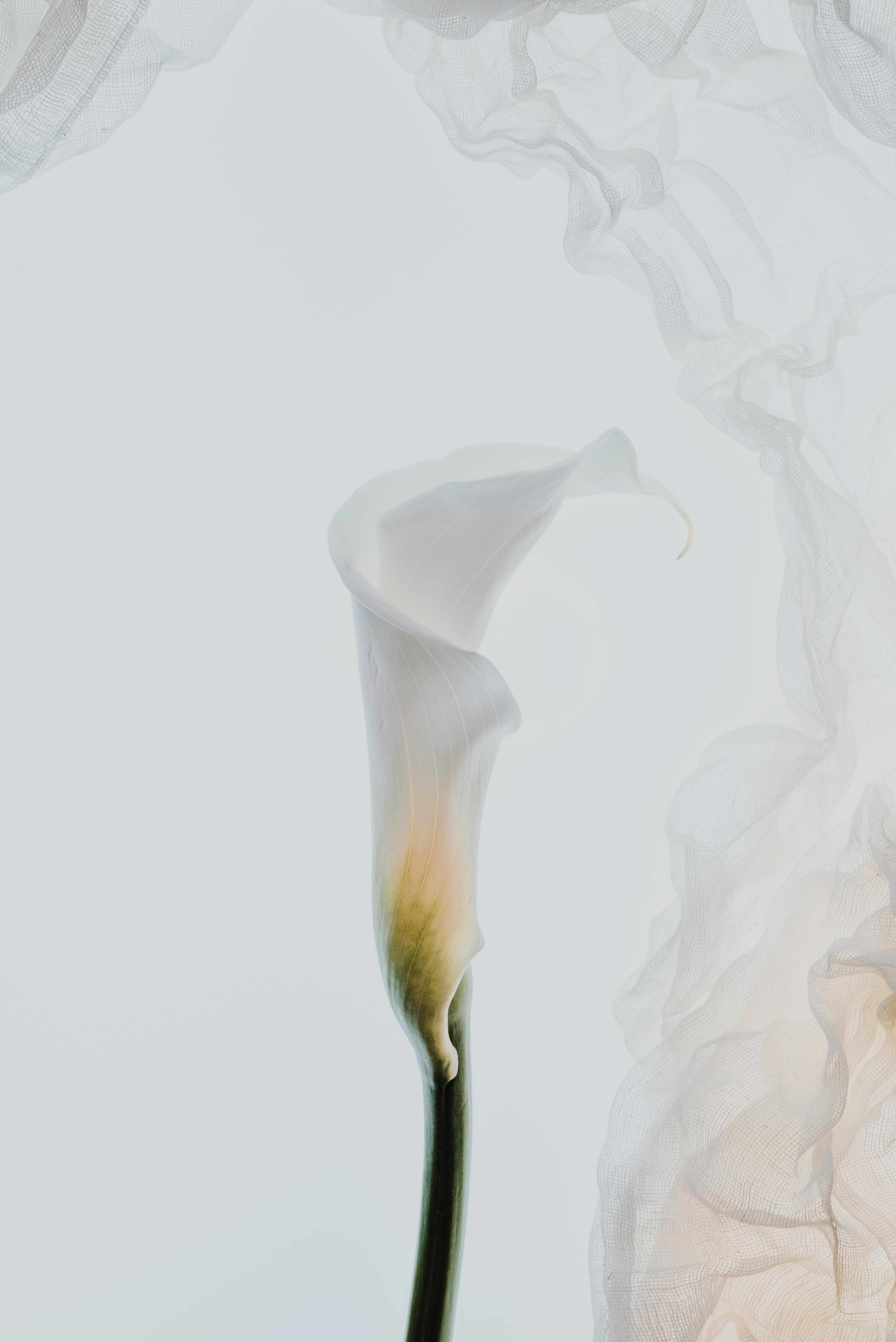 4016x6016 Calla Lily Photo, Download The BEST Free Calla Lily & HD Image