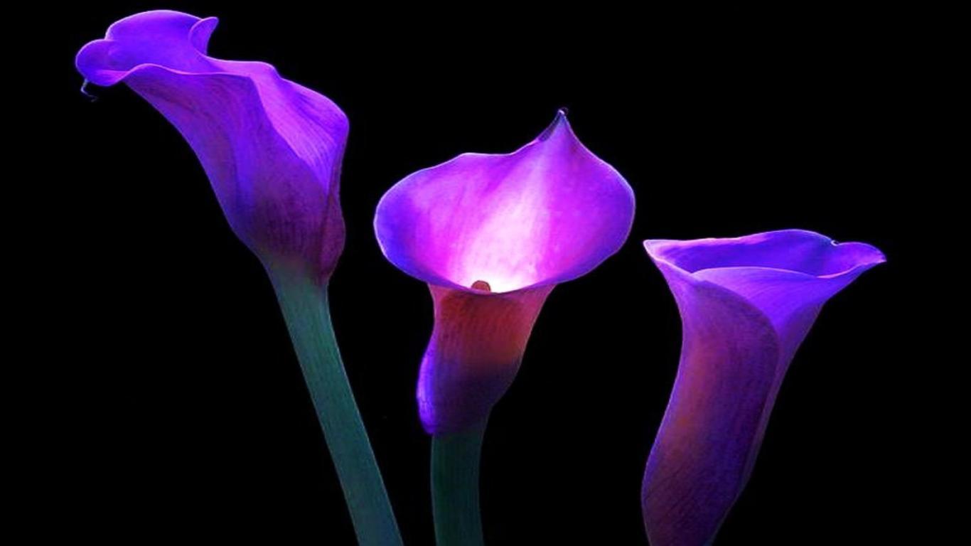 1366x768 calla lily with background