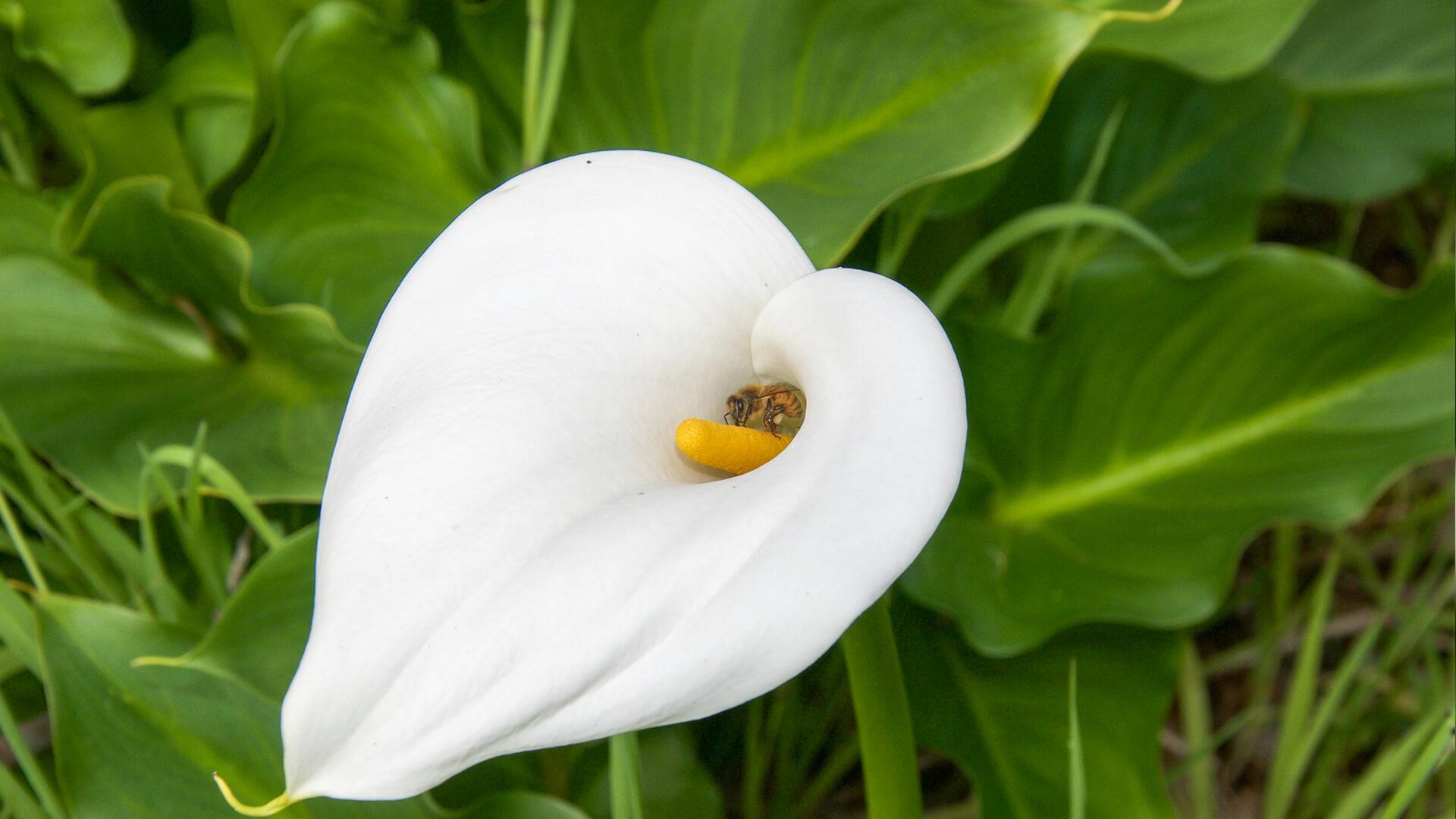1920x1080 Calla Lily. San Diego Zoo Animals & Plants