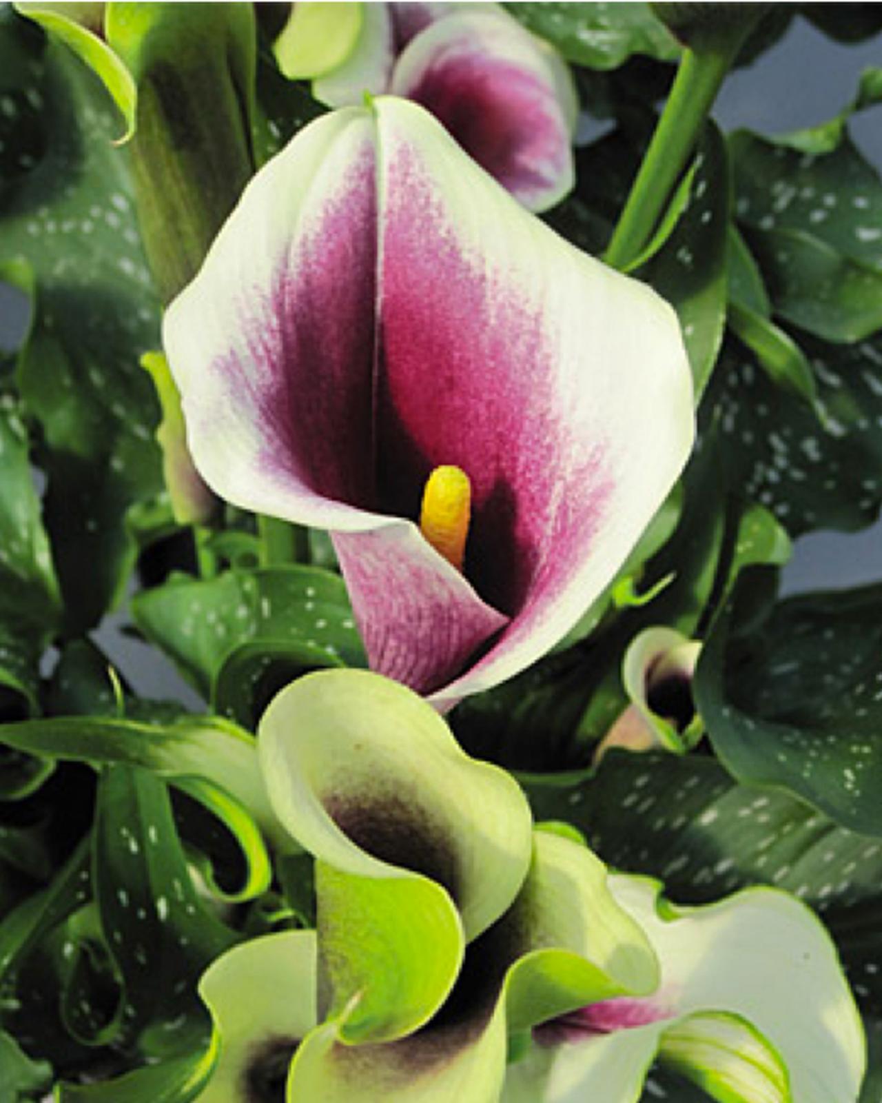 1280x1600 Calla Lily Meaning