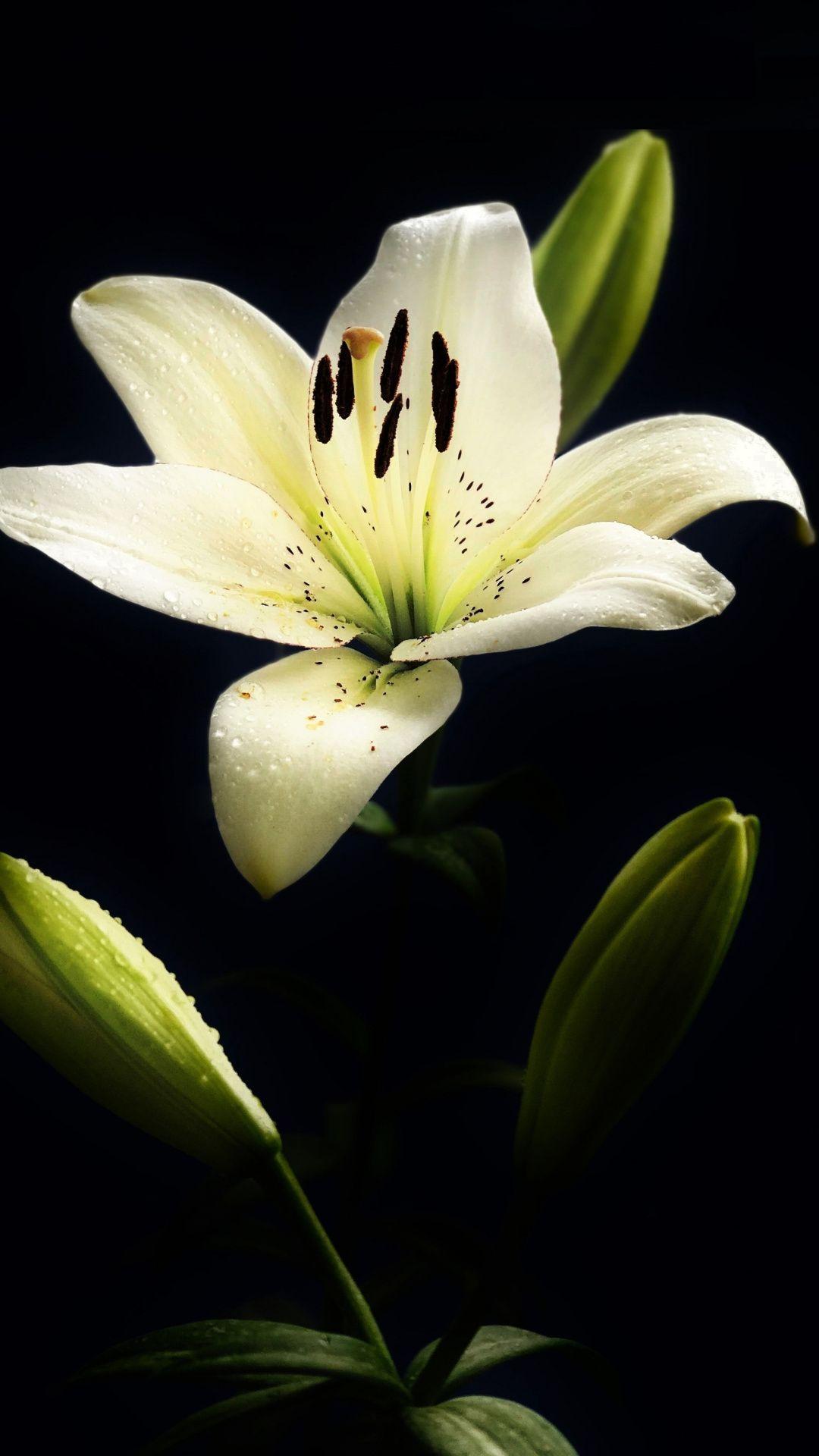1080x1920 Lilly Flower Wallpaper