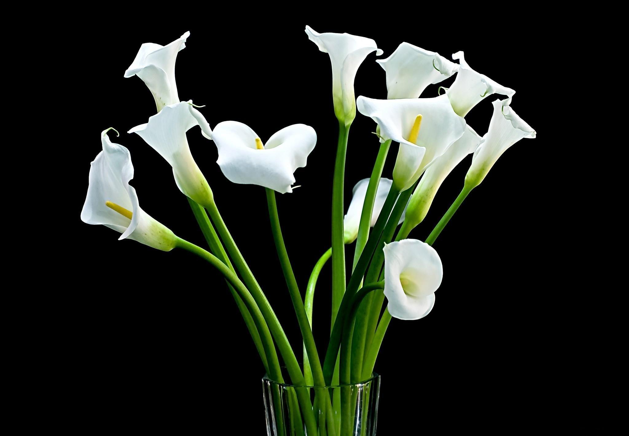 Calla Lily Flower Wallpapers - Top Free Calla Lily Flower Backgrounds