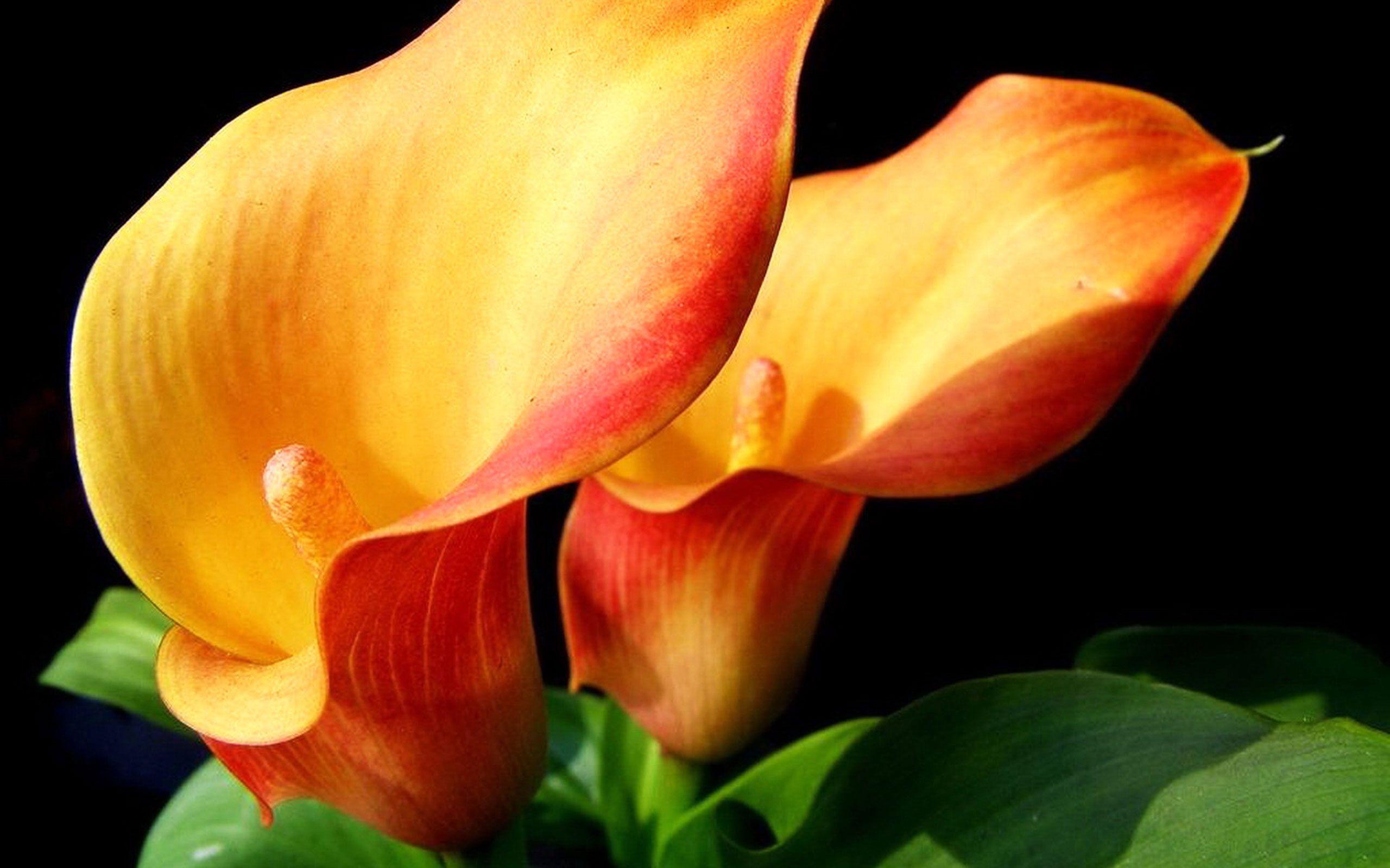 2560x1600 Lily Flower Wallpaper. Calla lily flowers, Calla lily, Flower photo