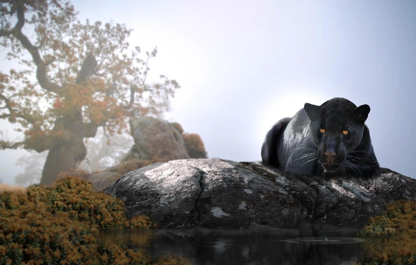 1332x850 Wallpaper water, tree, animal, stone, predator, Panther, Thai Phung image for desktop, section кошки