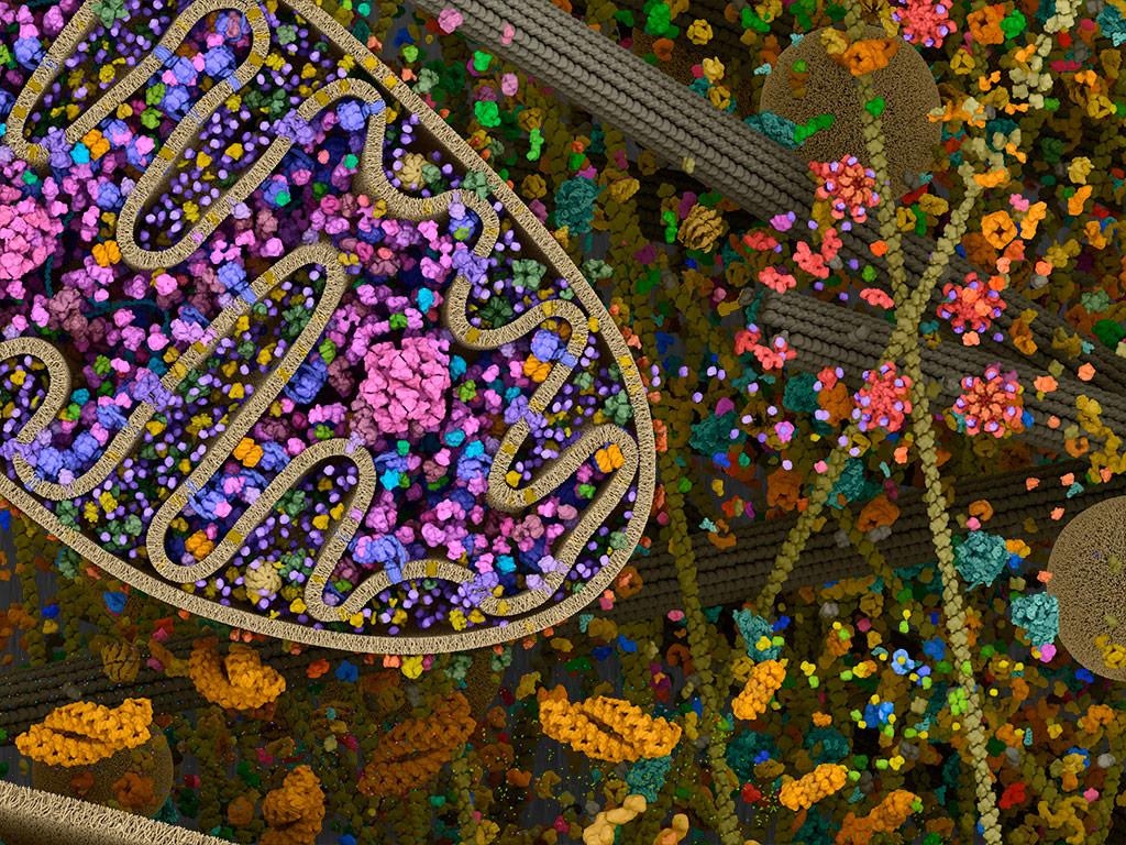 1024x768 Cellular Landscapes: Mitochondria. Cell Signaling Technology
