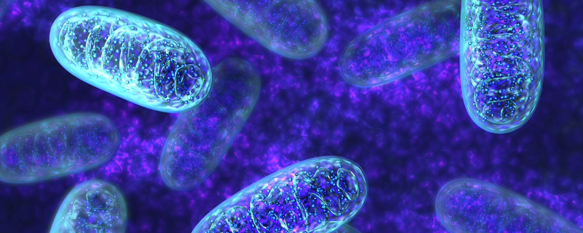 2000x800 Mitochondria Powerhouse of the Cell. Tru Niagen®