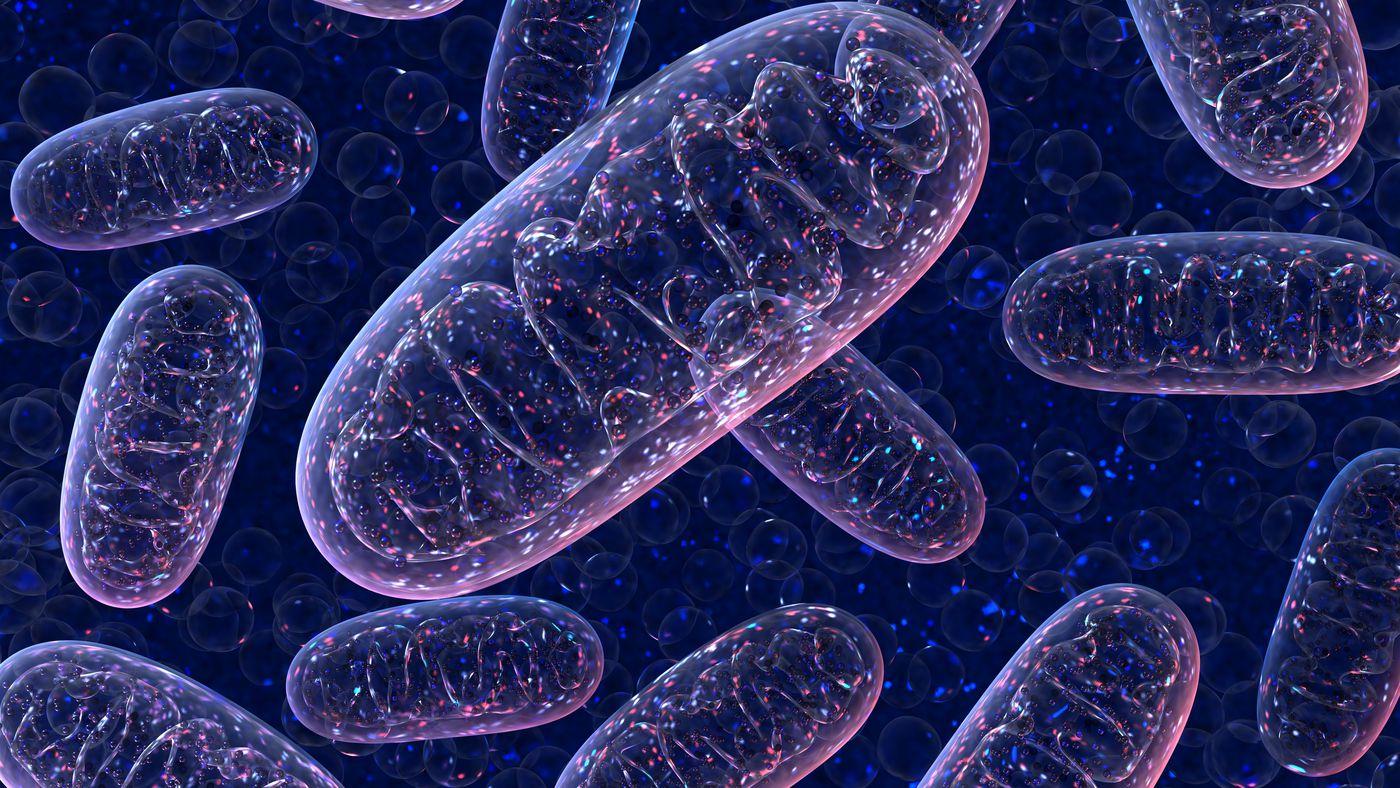 1400x788 Mitochondrial replacement therapy, a controversial fertility treatment, explained