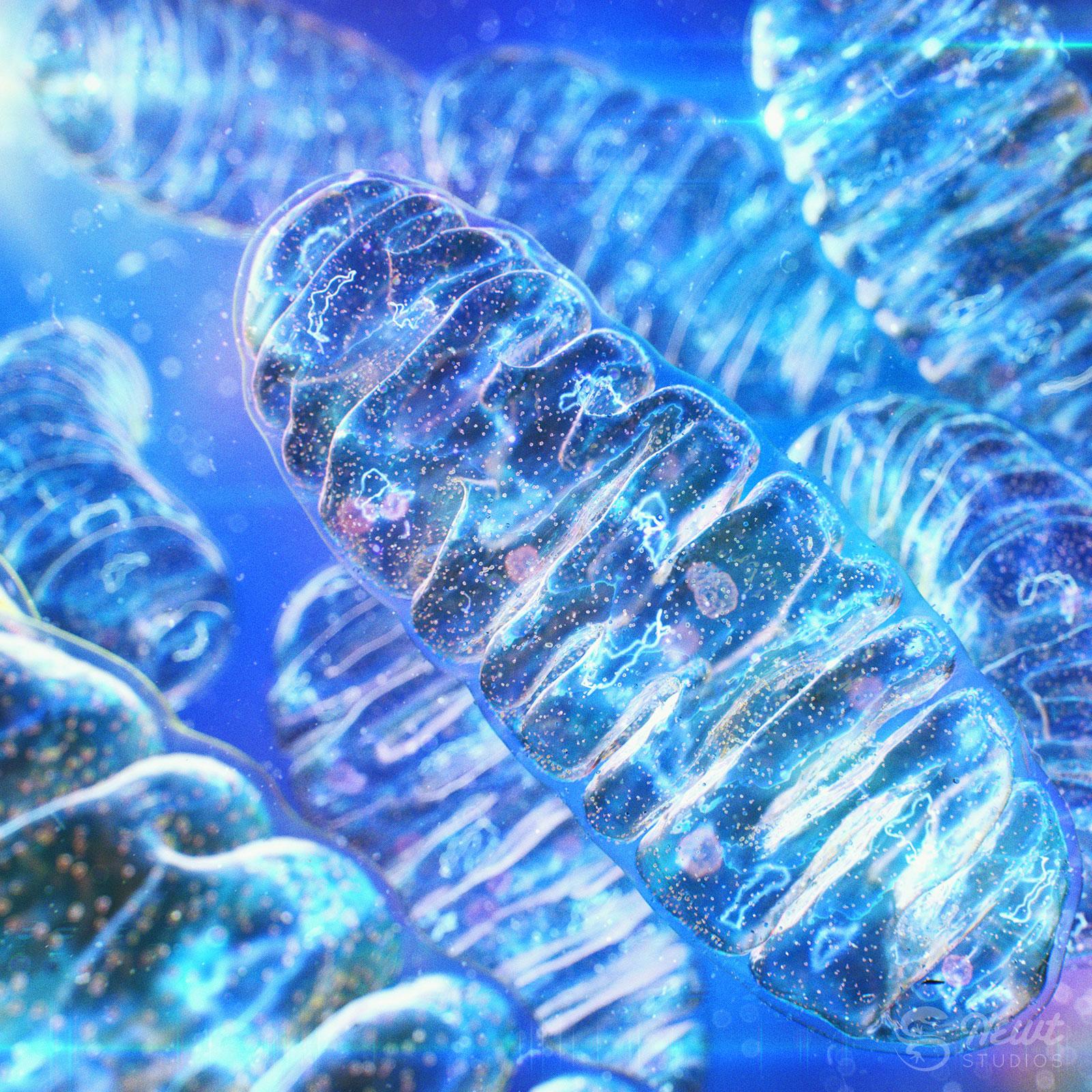 1600x1600 MITOCHONDRIA