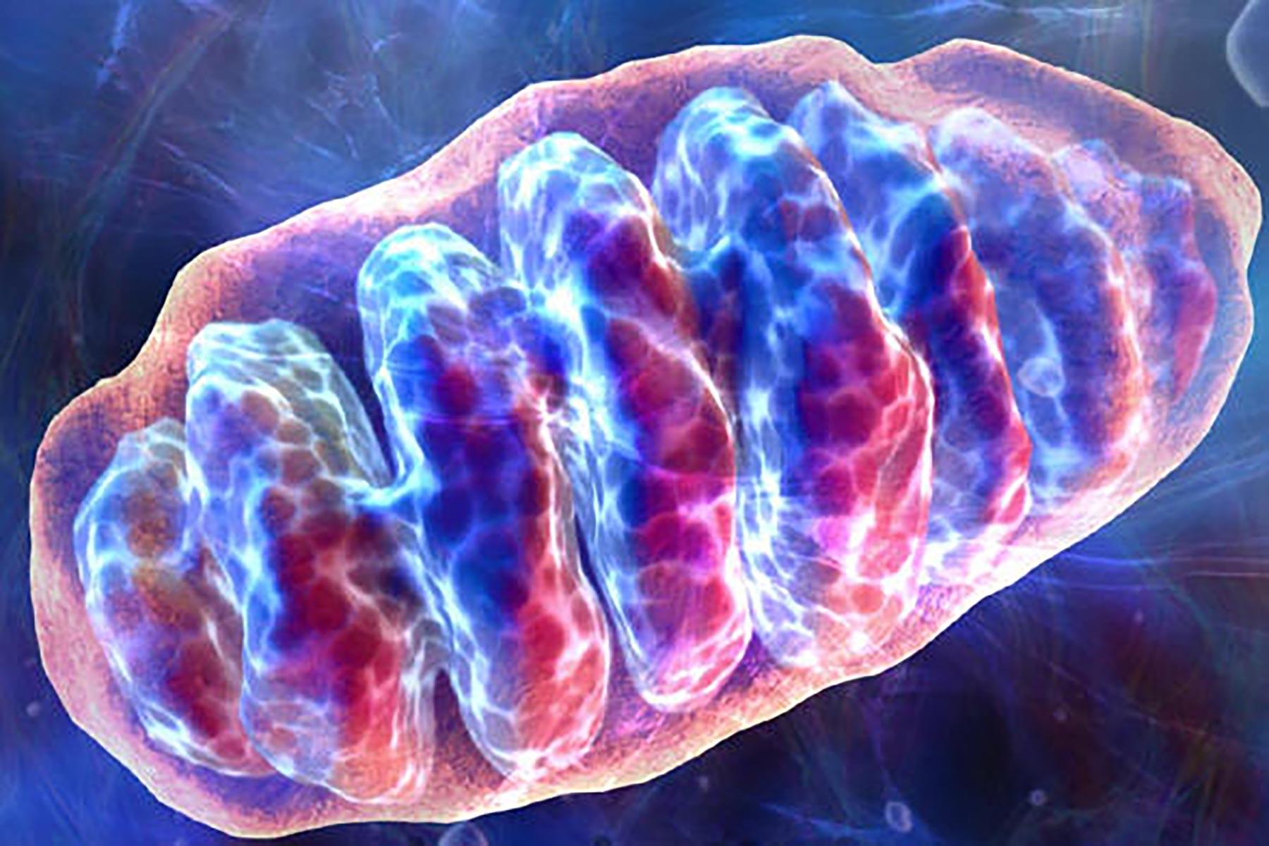 1800x1200 Mitochondrial DNA and nuclear DNA: They're not so independent after all