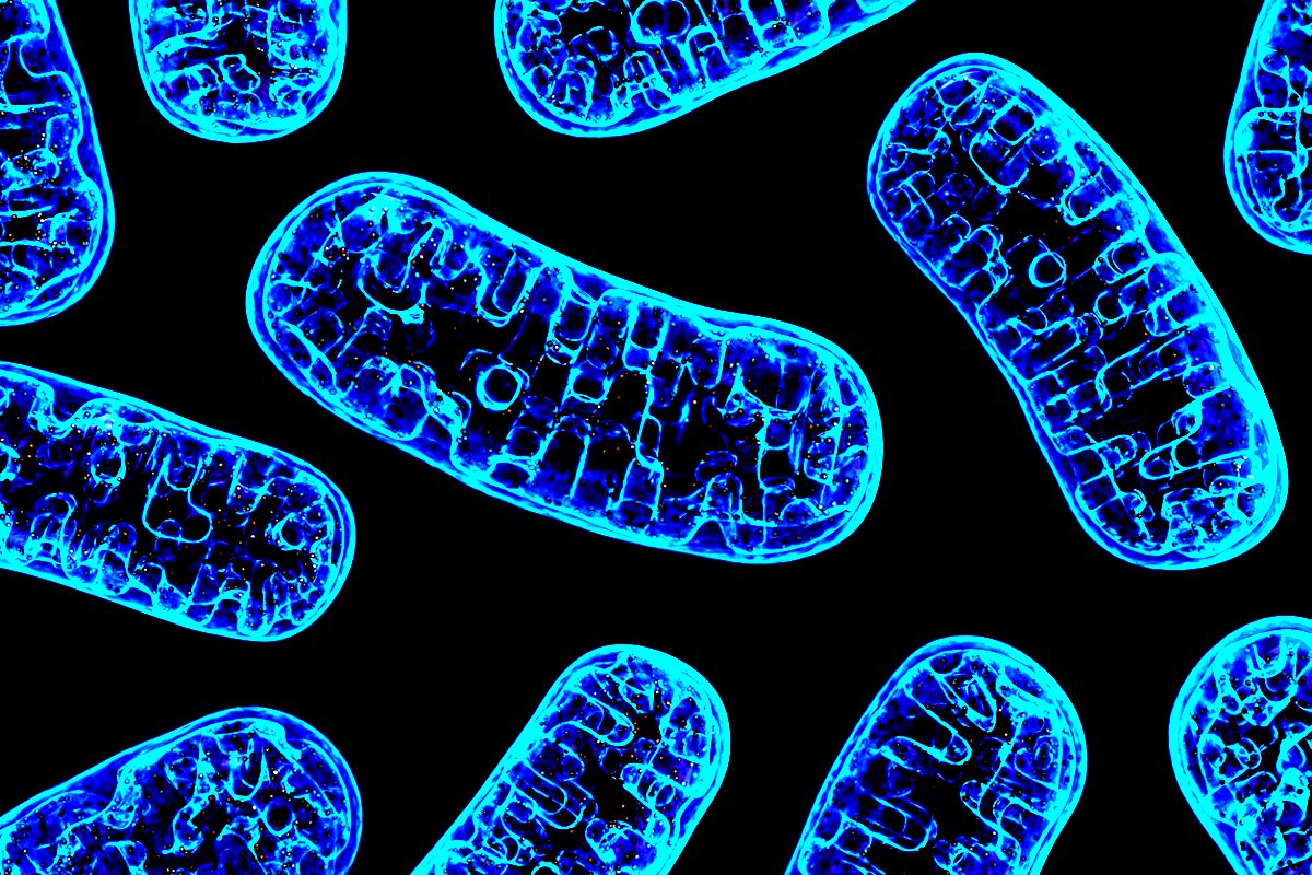 1200x800 Quantum HealthBioresonance, naturopathy and nutrition advice to treat allergies, the menopause, stress, anxiety and depression and low energy. Mitochondria & Energy