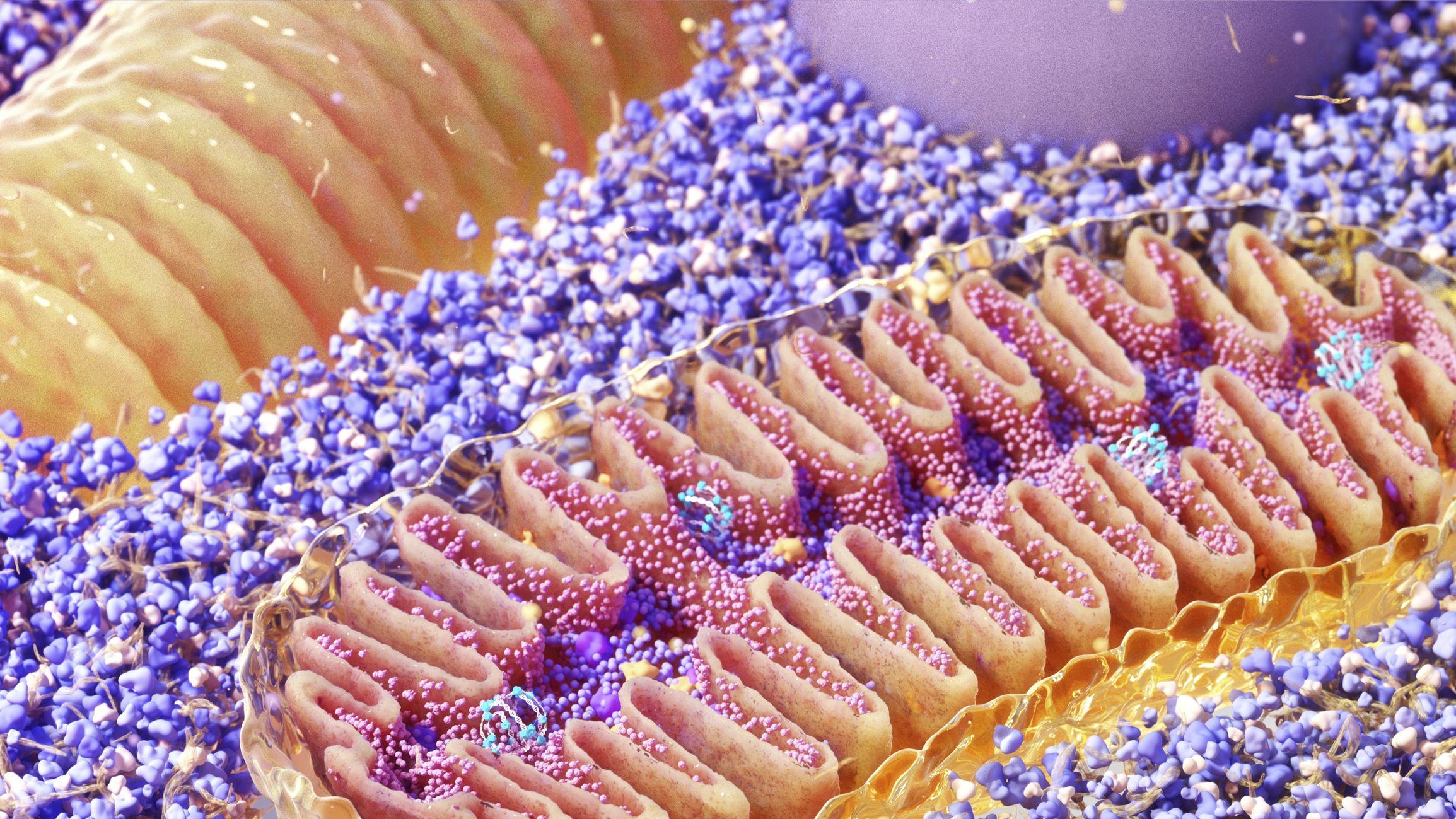2309x1299 How to Increase Mitochondria for Better Performance