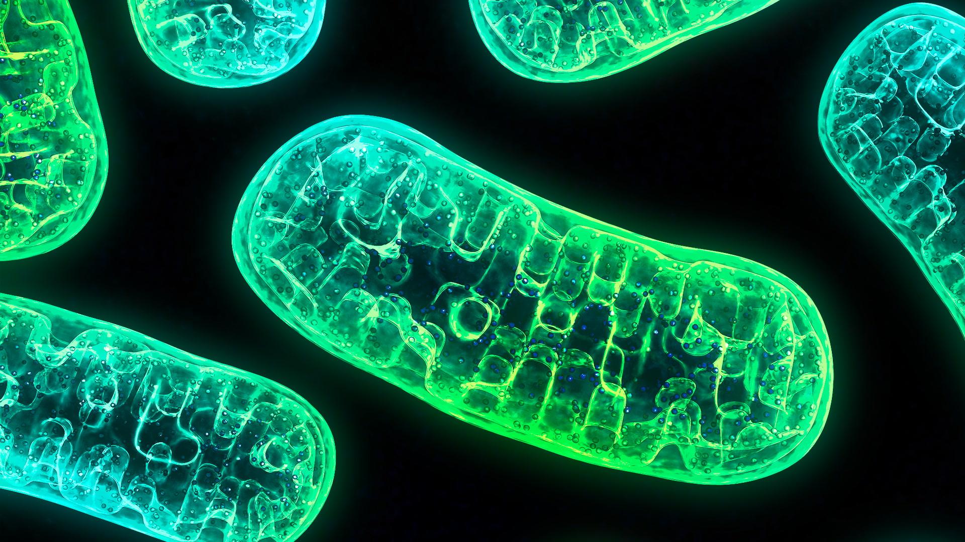 1920x1080 Mitochondria Aren't Just the Powerhouse of the Cell