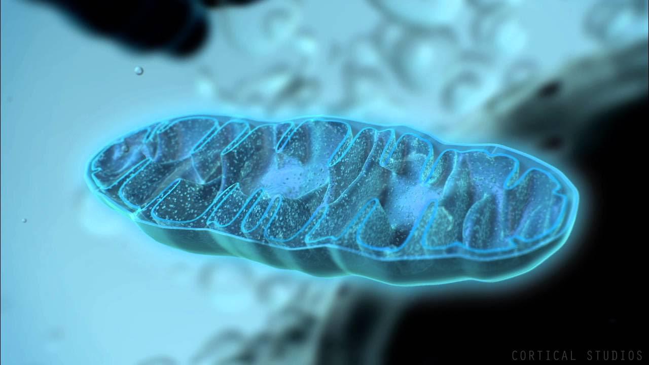 1280x720 How Mitochondria Produce Energy
