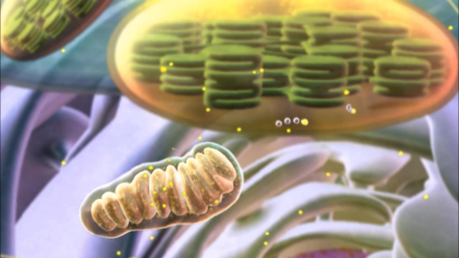 1920x1080 BioFlix: Chloroplasts and Mitochondria. Pearson+ Channels