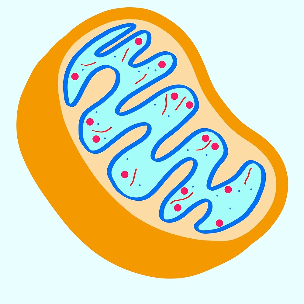 1000x1000 Mitochondria is the powerhouse of the cell. Mitochondria, Hardcover notebook, The cell