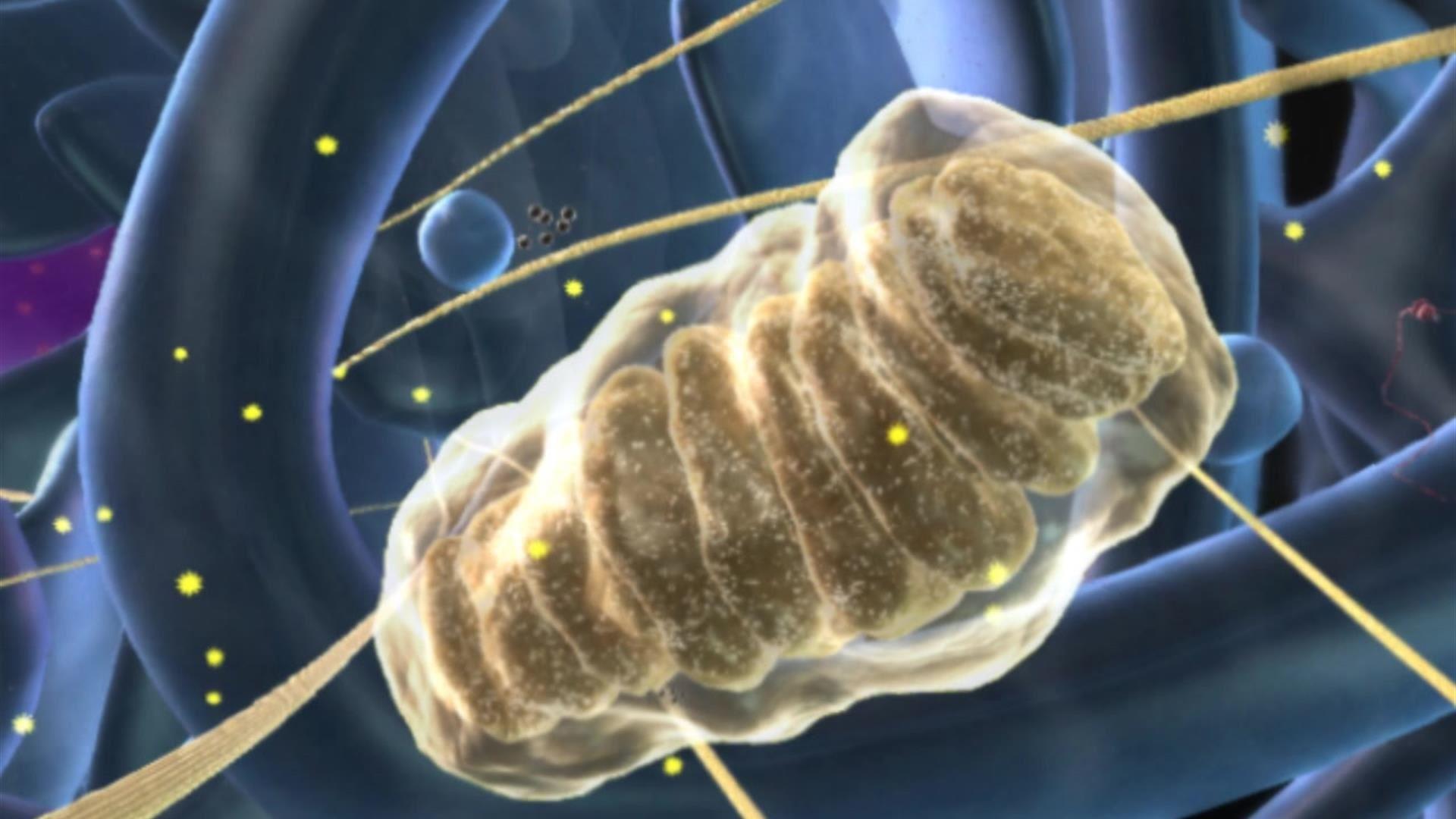 1920x1080 BioFlix: Mitochondria. Pearson+ Channels