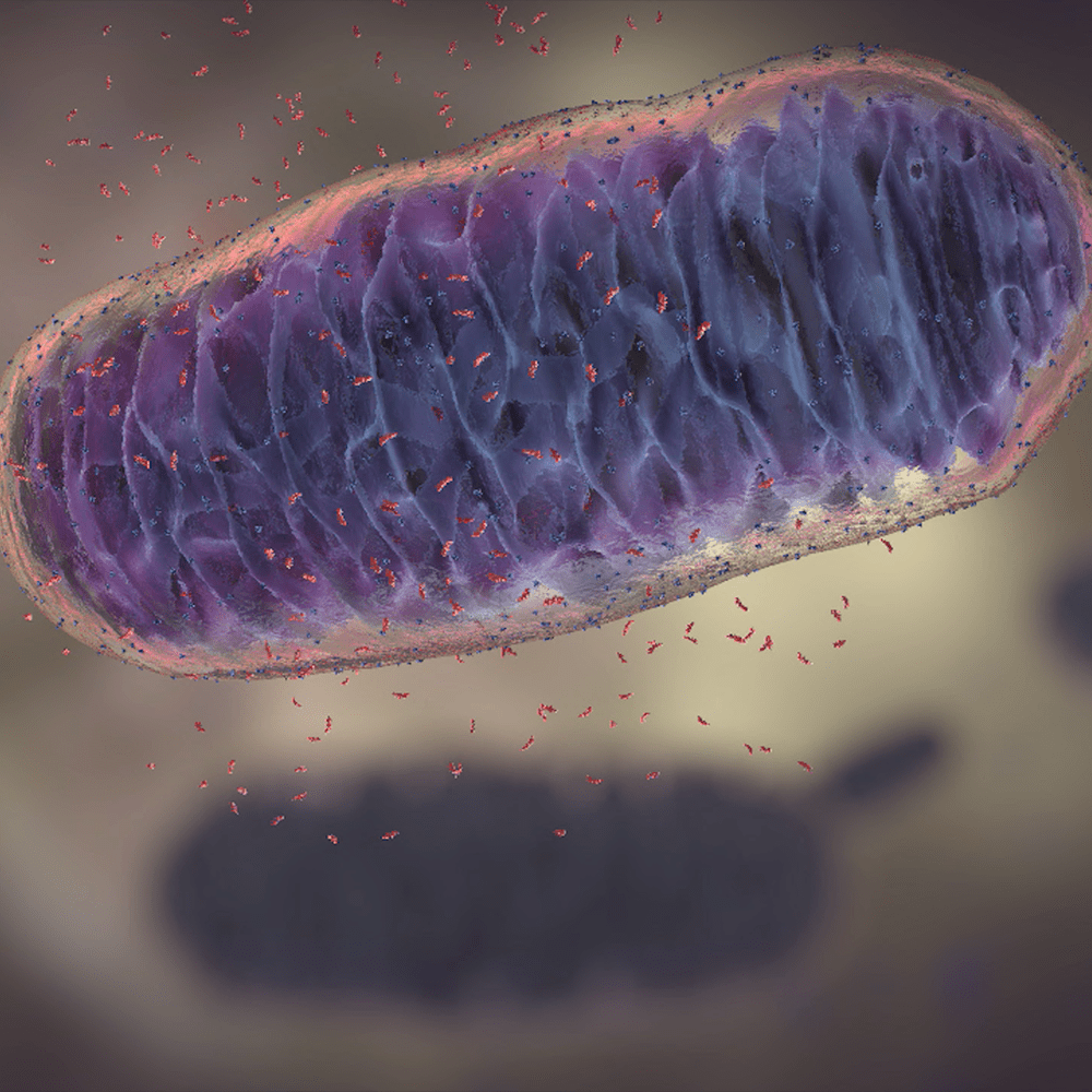 1000x1000 Mitochondria Illustration