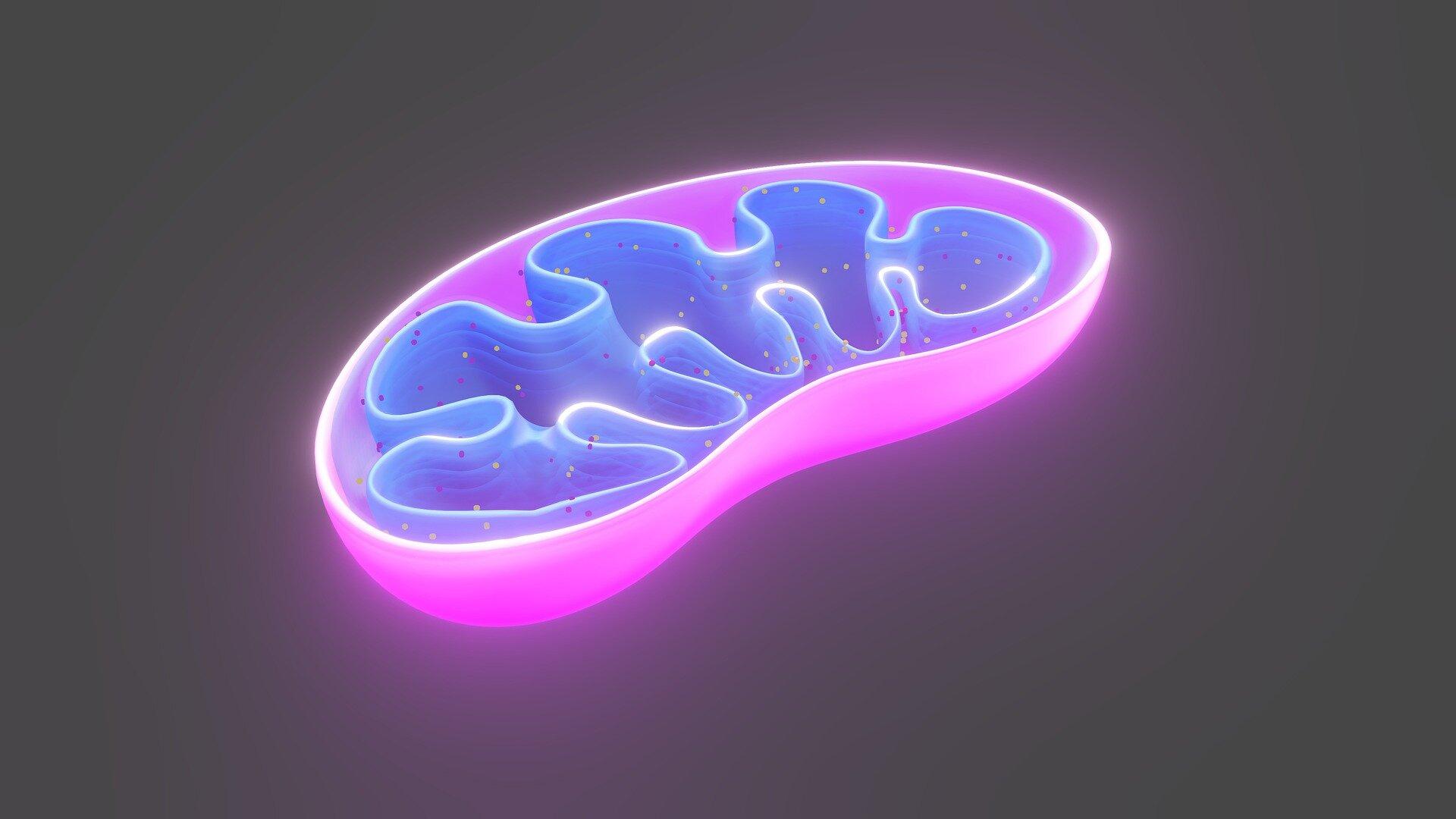 1920x1080 Mitochondrial Aging and Decay