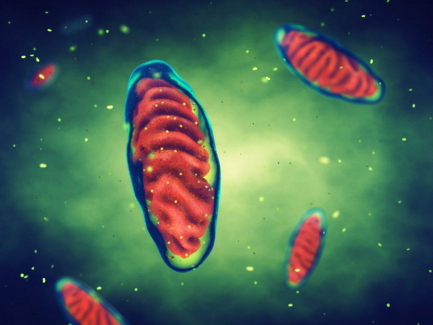 1400x1050 Case Report Links Mutation in Nuclear Gene with Mitochondrial Diseases