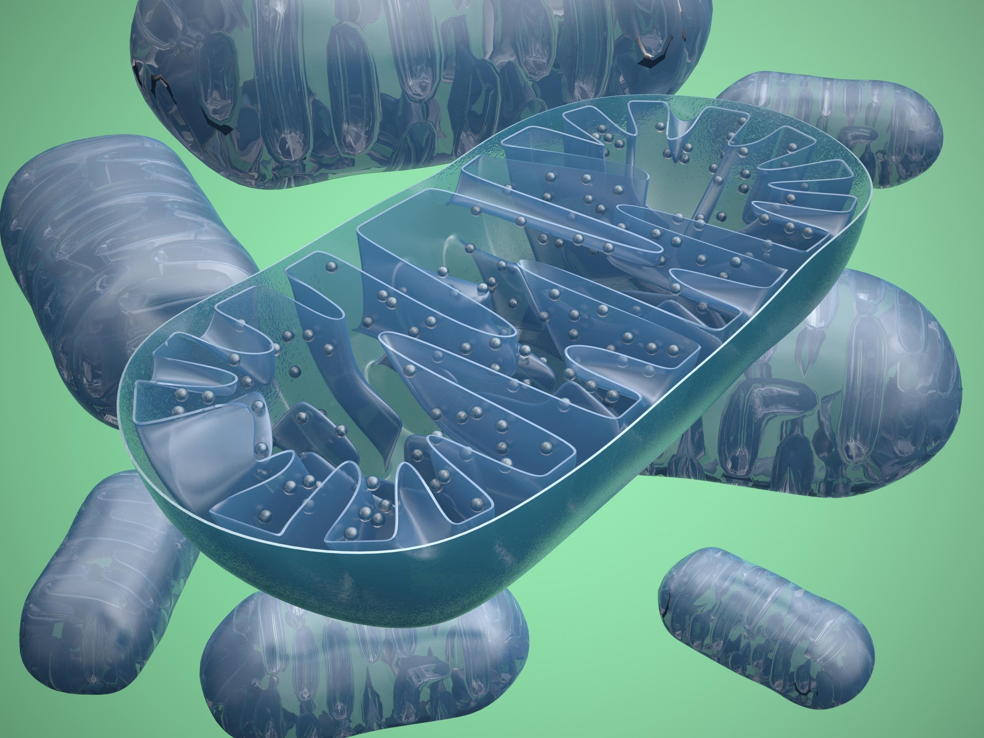 3200x2400 Mitochondria in Complex Diseases. The New York Academy of Sciences