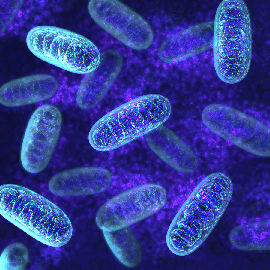 900x900 Mitochondrial Diagnostic Network