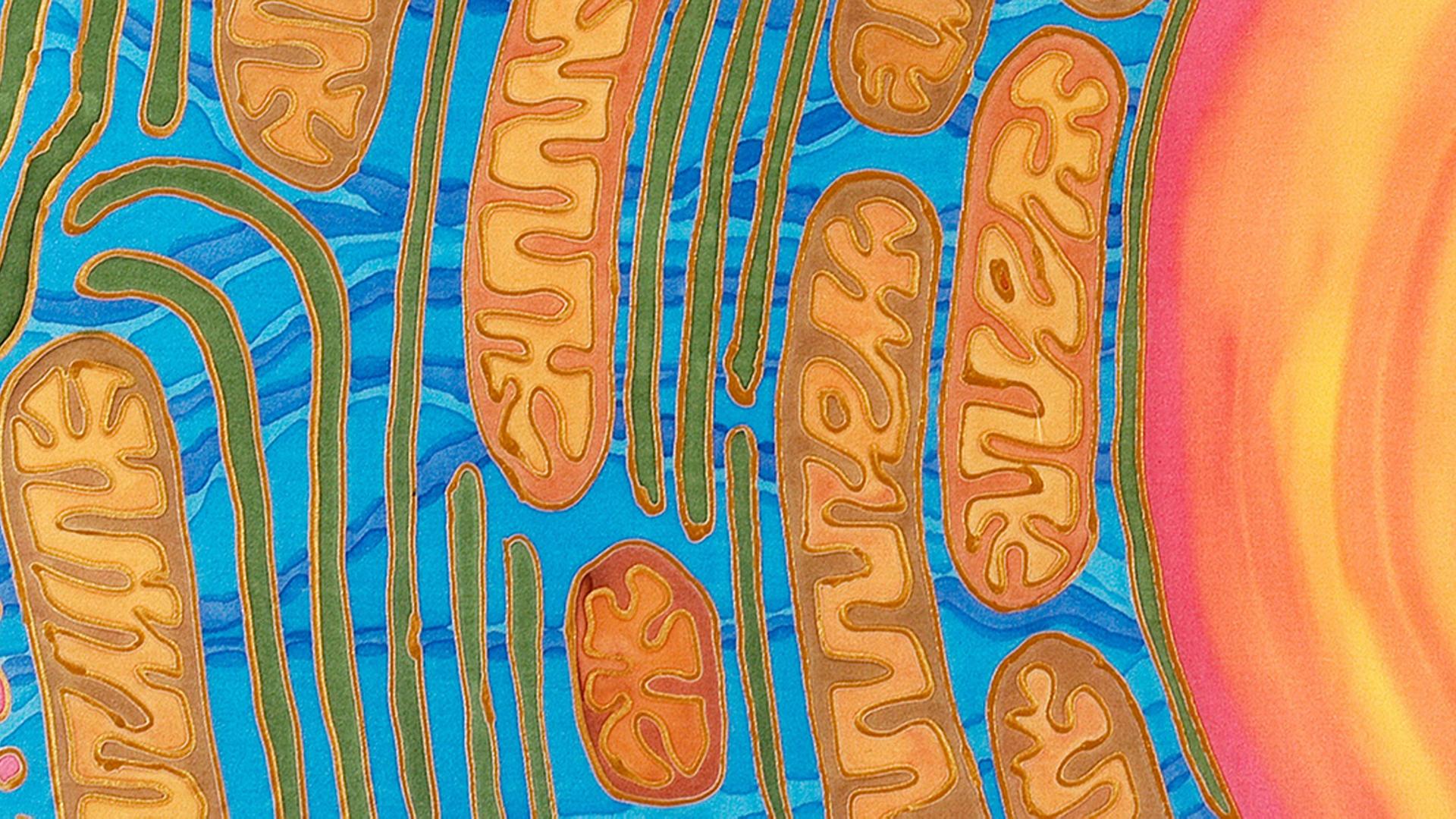 1920x1080 Could mitochondria be the key to a healthy brain?