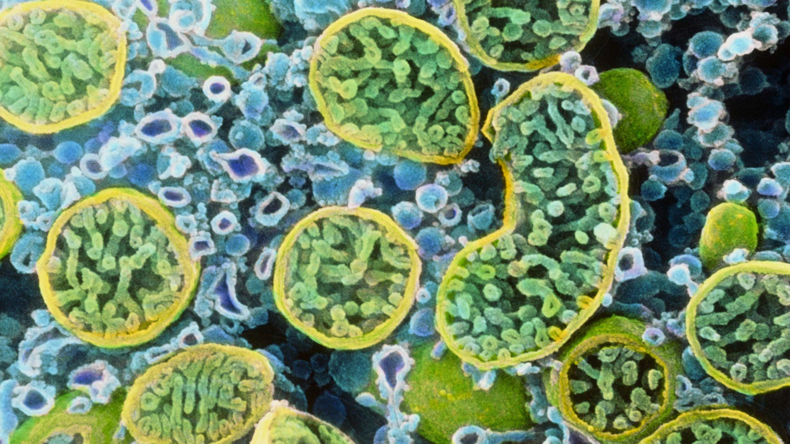 2560x1440 Social' Mitochondria Influence Health « Adafruit Industries