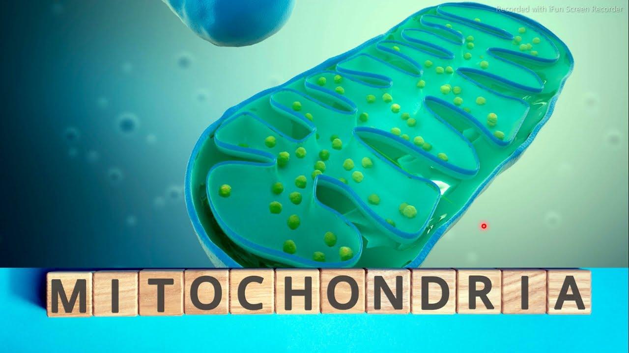 1280x720 Mitochondria. powerhouse of cell. Urdu. Hindi