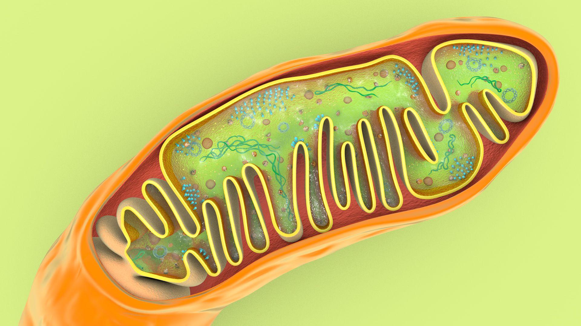 1920x1080 Mitochondria 3D Model $99 - .c4d .obj .fbx