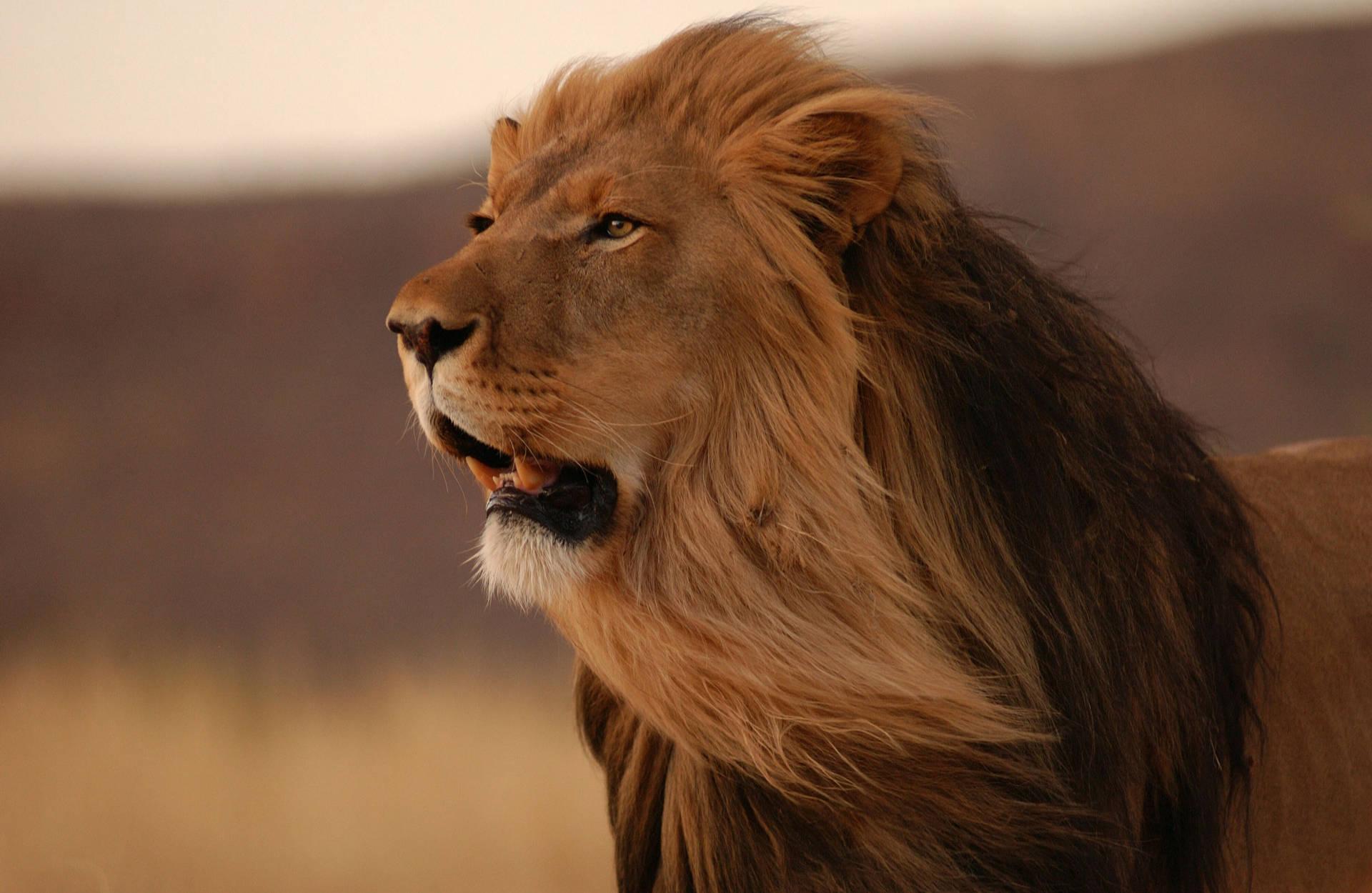 1920x1250 Lion Wallpaper for FREE