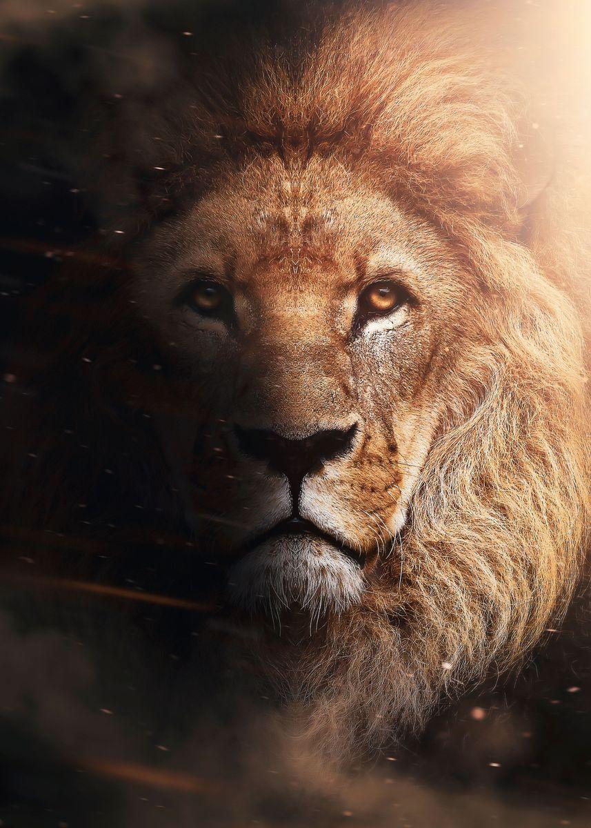 Lion Amoled Wallpapers - Top Free Lion Amoled Backgrounds - WallpaperAccess