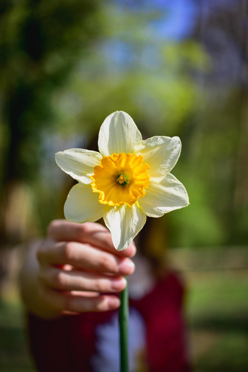 Narcissus Flower Wallpapers - Top Free Narcissus Flower Backgrounds