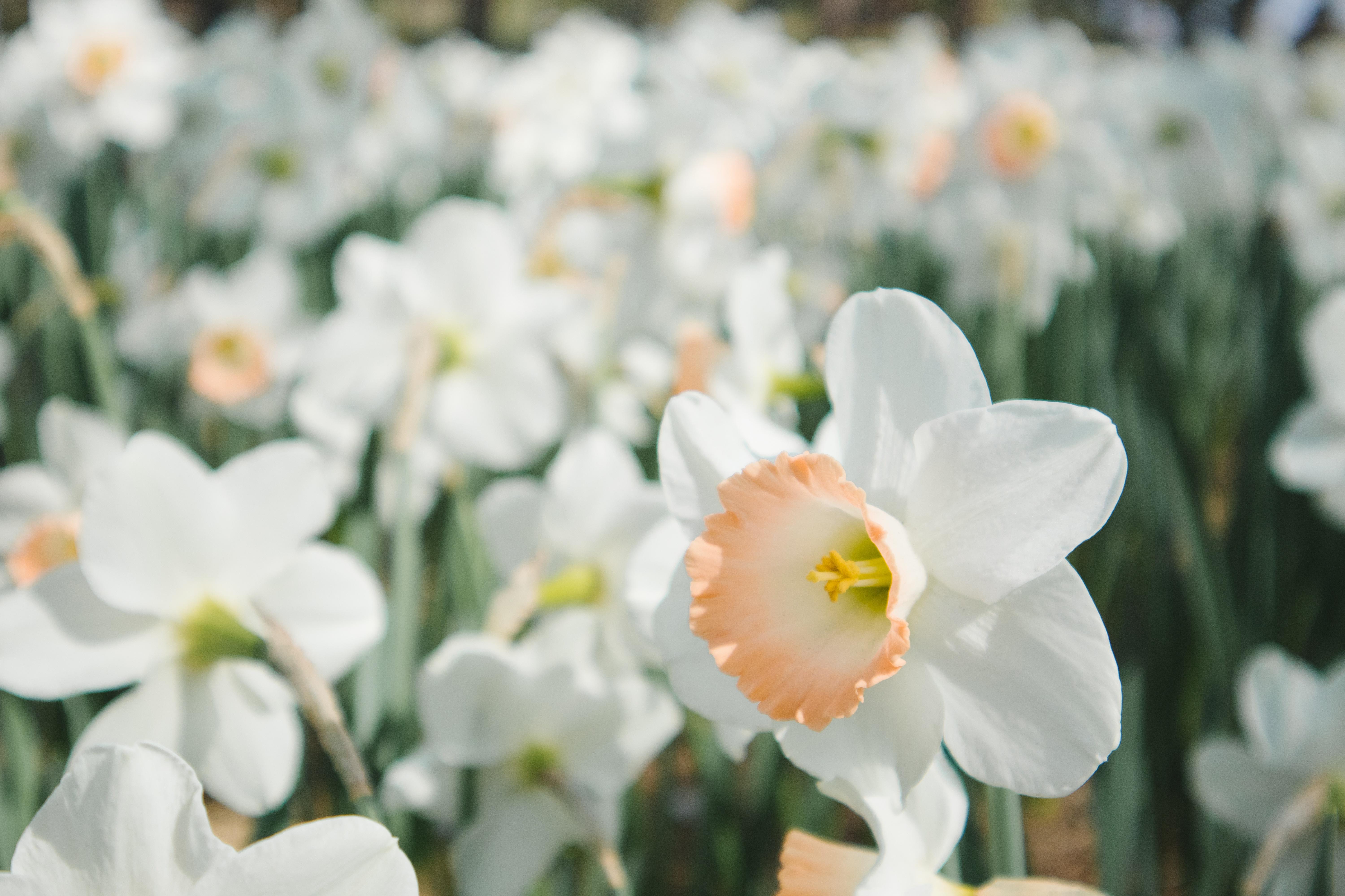 Narcissus Flower Wallpapers - Top Free Narcissus Flower Backgrounds ...