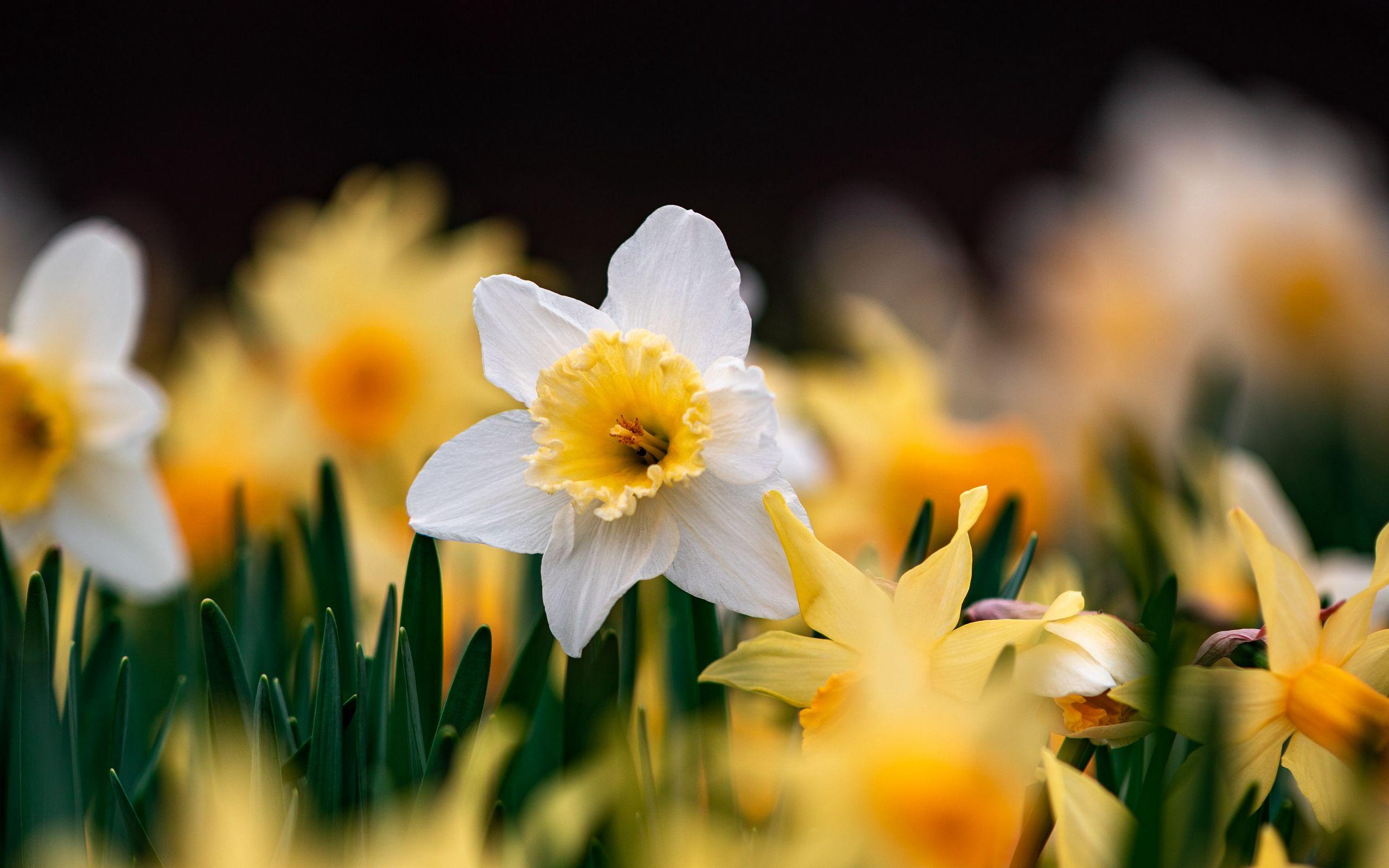 Narcissus Flower Wallpapers - Top Free Narcissus Flower Backgrounds ...