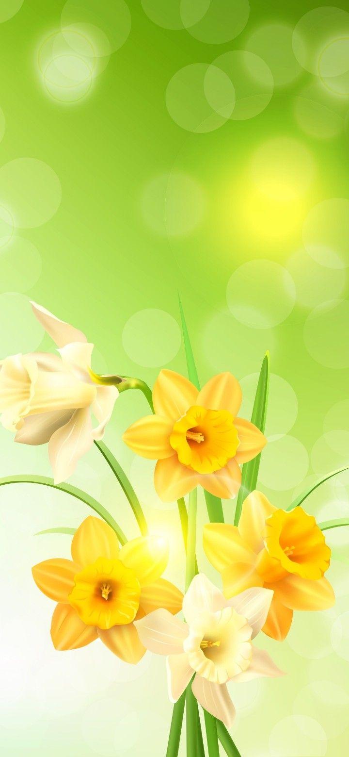 Narcissus Flower Wallpapers - Top Free Narcissus Flower Backgrounds ...