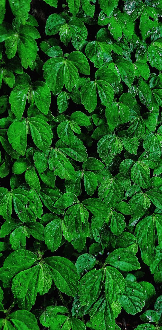 Green Amoled Wallpapers Top Free Green Amoled Backgrounds