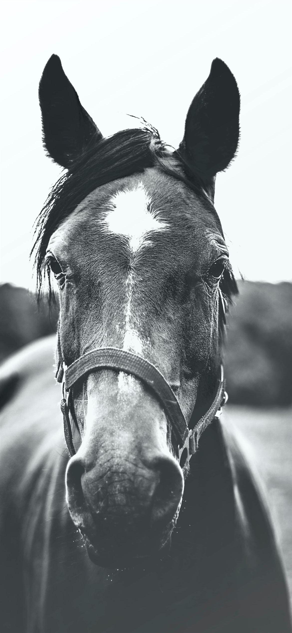 1170x2532 Best Horse iPhone 12 HD Wallpaper