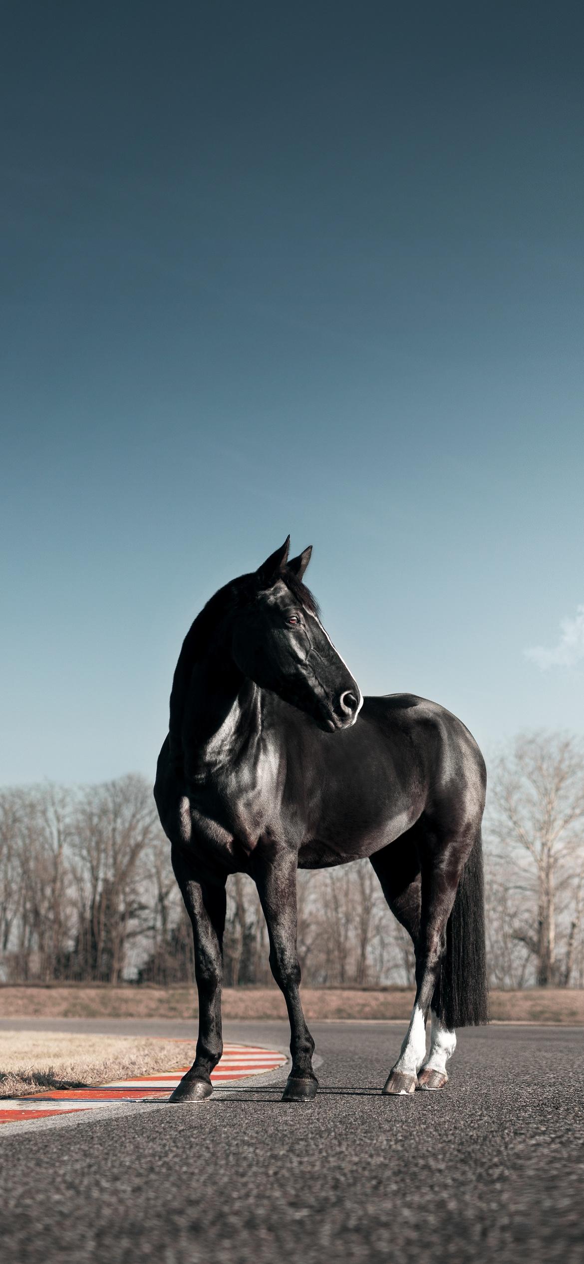 1170x2532 Black horse Wallpaper 4K, Race track, Clear sky, Animals