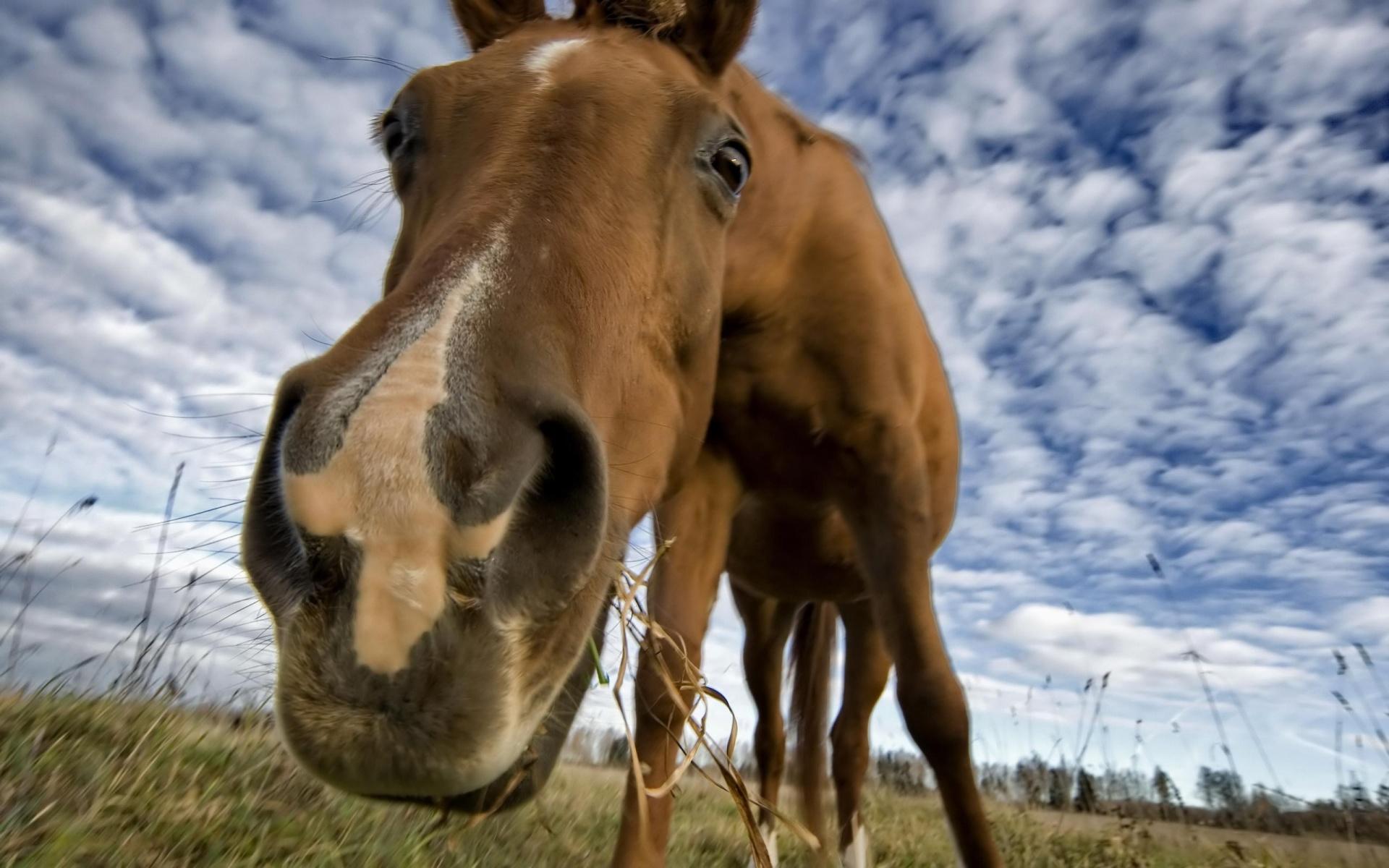 1920x1200 Free download Horse Wallpaper HD 16157 HD Wallpaper Site [1920x1200] for your Desktop, Mobile & Tablet. Explore Wallpaper Horse. Horse Wallpaper, Horse Background, Cool Horse Background