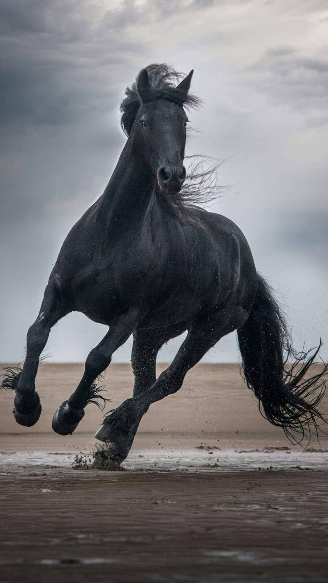 1080x1920 Horse Wallpaper Horse Wallpaper [ HQ ]