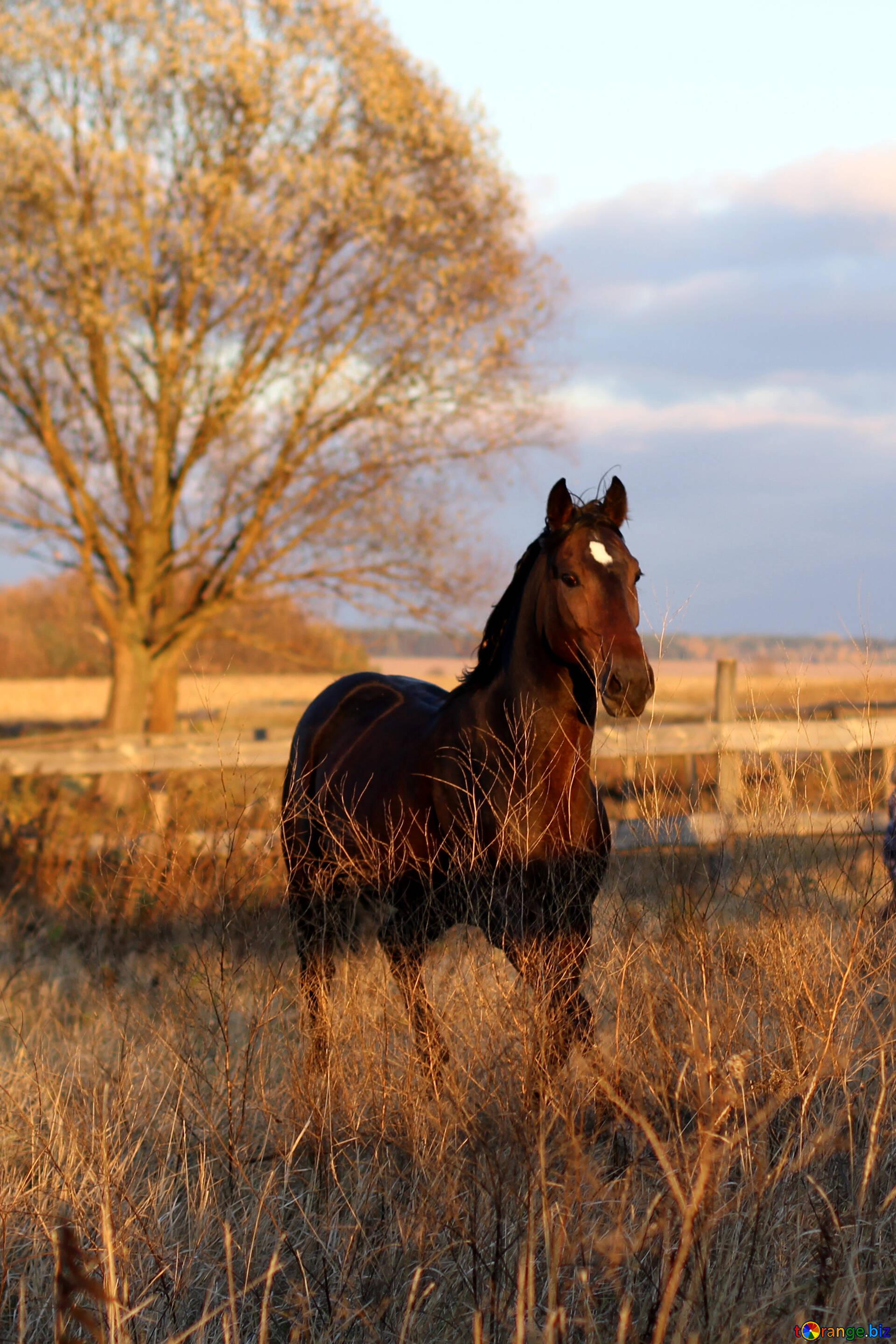 1920x2879 Horses Desktop Wallpaper Image Wild Horse Sunset Image Horse № 55303. Torange.biz Free Pics On Cc By License